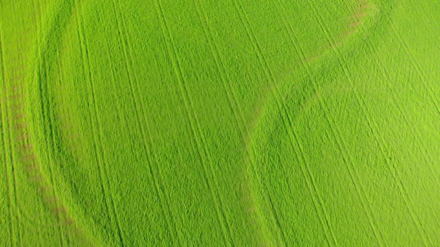 WS鸟瞰图绿色小麦农田与小溪在加菲尔德县/俄克拉荷马州，美国视频素材