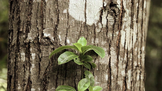 上图为热带雨林中攀缘的附生植物、藤本植物/科克埃州立公园，美国夏威夷考艾岛视频素材