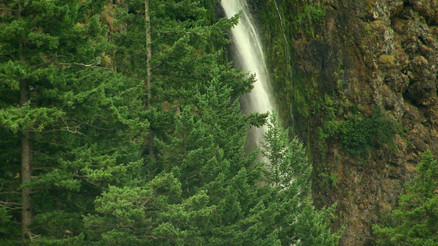 美国俄勒冈州Multnomah瀑布常绿树木间的瀑布水视频素材