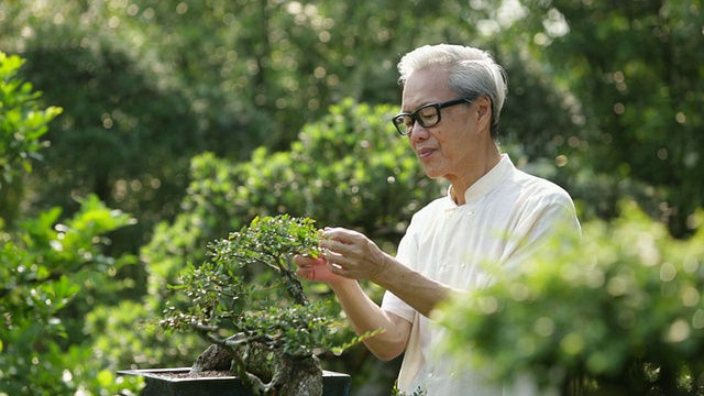 MS资深男子在花园里照料盆景树视频素材