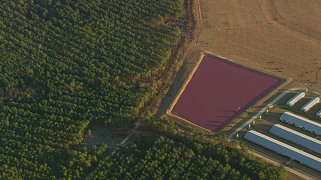 美国北卡罗来纳州的粉色泻湖农场和森林的WS AERIAL ZI视图视频素材