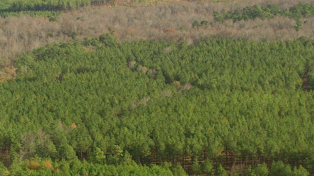 美国南卡罗莱纳州的银杏种植园(可能不是银杏树)的WS鸟瞰图视频素材