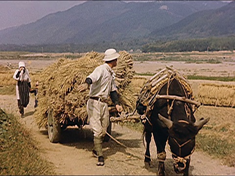 1953年日本农村，务农视频素材