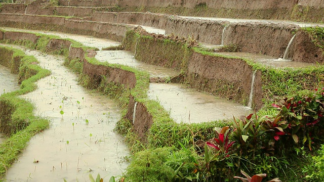 MS梯田在雨/巴厘岛，印度尼西亚视频素材