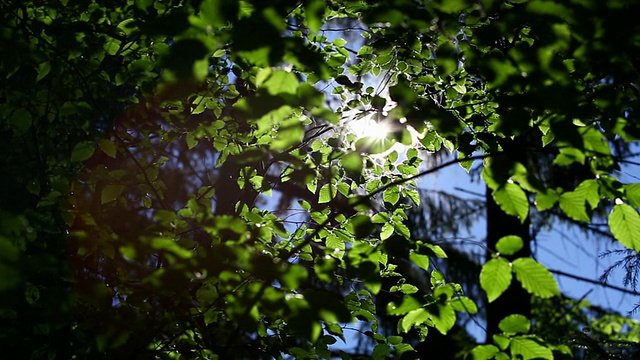 铜摄影车拍摄阳光透过山毛榉树叶视频素材