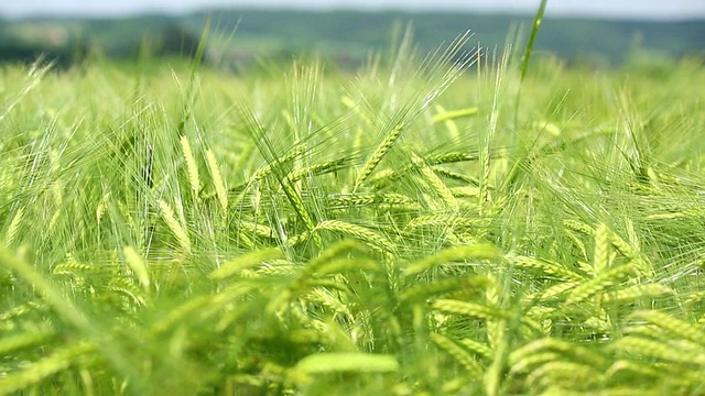 铜潘麦田初夏视频素材