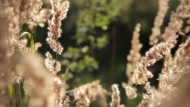 草地上的野草视频素材