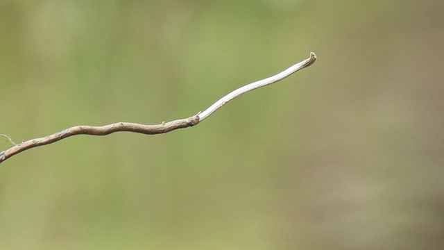 蜻蜓视频素材