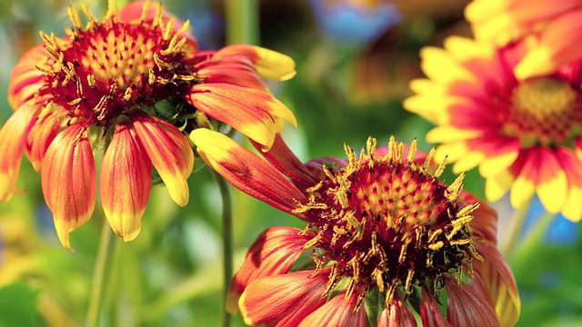 CU T/L黄色和橙色的gazania(雏菊)开花的照片/ Studio City，美国加利福尼亚视频素材