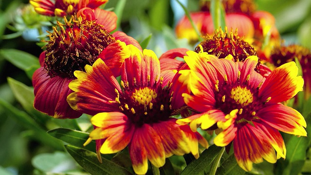 CU T/L黄色和橙色的gazanias(雏菊)开花的照片/ Studio City，美国加利福尼亚视频素材