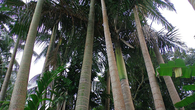 从树干到棕榈树的全景/夏威夷，美国视频素材