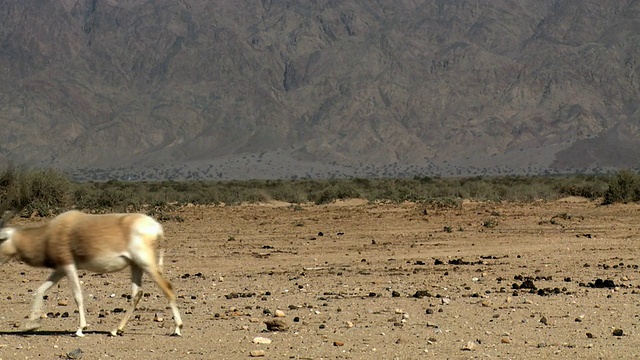 Addax (Addax nasomaculatus)的MS Shot在Haibar再引进中心/ Yotvata，阿拉瓦，内盖夫沙漠，以色列视频素材