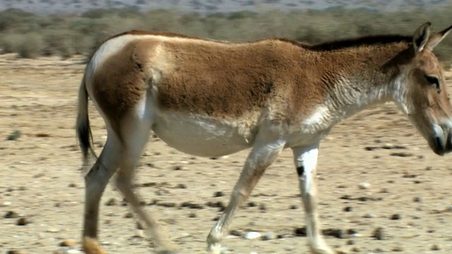 图为野驴(Equus hemionus)在以色列内盖夫沙漠阿拉瓦的海巴尔自然保护区(Yotvata)的空旷干燥地区行走视频素材