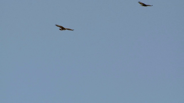 草原秃鹰(Buteo Buteo vulpinus)在迁徙中发热的MS镜头/埃拉特，内盖夫沙漠，以色列视频素材