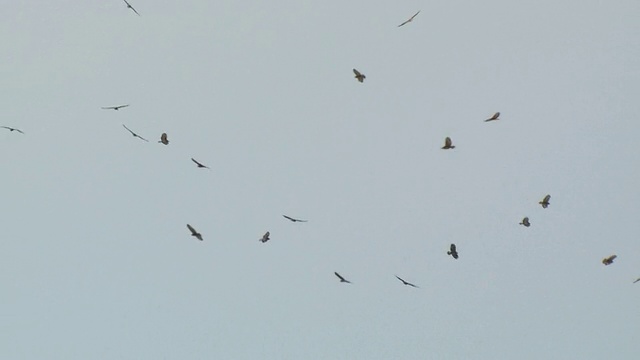 草原秃鹰(Buteo Buteo vulpinus)在迁徙中发热的MS镜头/埃拉特，内盖夫沙漠，以色列视频素材