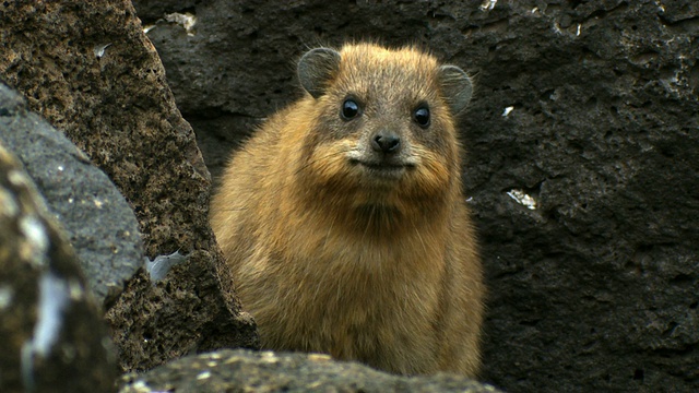 叙利亚岩兔(Procavia capensis syriacus) /提比里亚，加利利，以色列视频素材