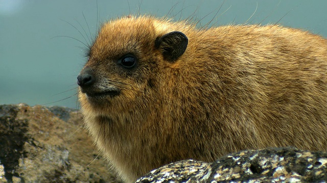 叙利亚岩兔(Procavia capensis syriacus) / amnun, corazim，加利利，以色列视频素材