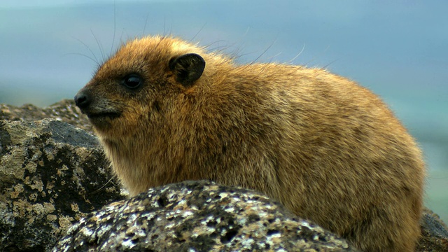 叙利亚岩兔(Procavia capensis syriacus) / amnun, corazim，加利利，以色列视频素材