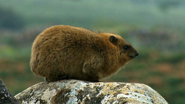 叙利亚岩兔(Procavia capensis syriacus) / amnun, corazim，加利利，以色列视频素材