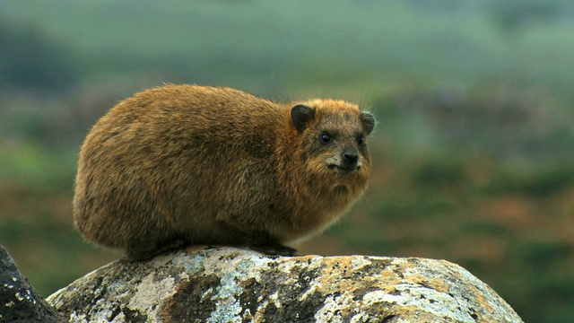 叙利亚岩兔(Procavia capensis syriacus) / amnun, corazim，加利利，以色列视频素材