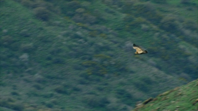 以色列戈兰高地，加利利海，格拉，格里芬秃鹰(Gyps fulvus)在空中滑翔视频素材