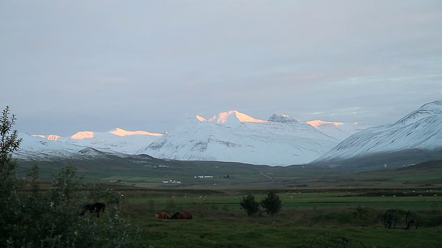 日落附近，马在田野里吃草，远处有山峰/ Skagafjorour, Nordhurland Vestra，冰岛视频素材