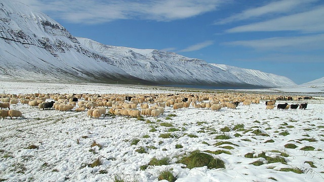 retir / Skagafjorour, Nordhurland Vestra，冰岛，雪地上放牧的绵羊视频素材