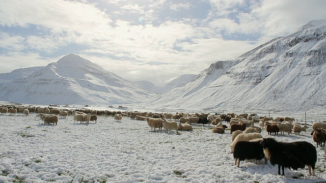 WS拍摄的绵羊雪山山谷/ Skagafjorour, Nordhurland Vestra，冰岛视频素材