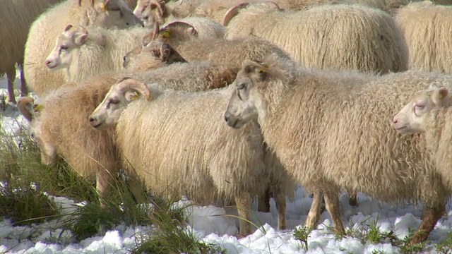 在rettir / Skagafjorour, Nordhurland Vestra，冰岛，Skagafjorour拍摄的冰岛绵羊在被雪覆盖的草地上吃草视频素材