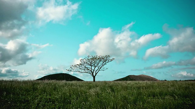 WS T/L独自站在山上的树/济州岛，济州岛，韩国视频素材