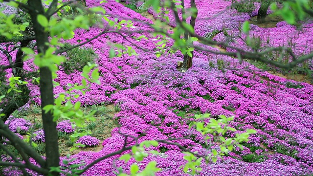 粉红色的花坛和松树/首尔，韩国视频素材