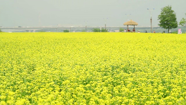 韩国首尔的油菜花和wondumak木屋视频素材