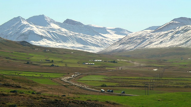 在冰岛北部，Skagafjorour, Nordhurland Vestra，退休期间，一大群冰岛羊沿着公路移动视频素材