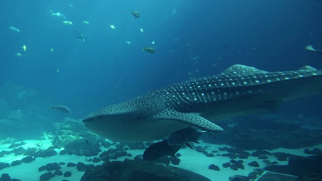 美国乔治亚州亚特兰大水族馆的大型鱼缸视频素材