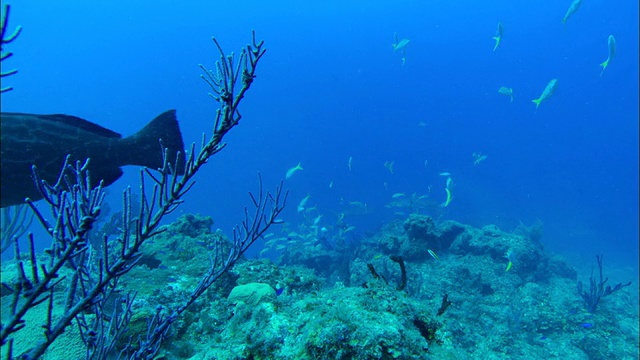 加勒比礁鲨，Carcharhinus perezi，越过珊瑚礁。巴哈马群岛视频素材