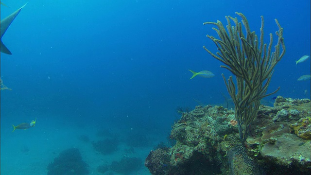 加勒比礁鲨，Carcharhinus perezi，穿过珊瑚礁，巴哈马视频素材