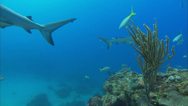 加勒比礁鲨，Carcharhinus perezi，游过珊瑚礁，巴哈马视频素材