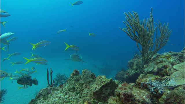 加勒比礁鲨，Carcharhinus perezi，游过珊瑚礁，巴哈马视频素材