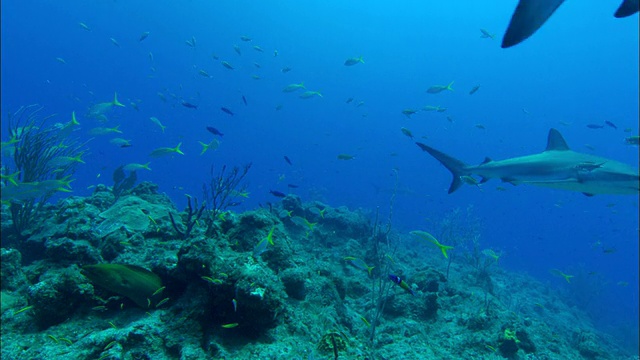 加勒比礁鲨，Carcharhinus perezi，游过珊瑚礁，越过镜头，巴哈马视频素材