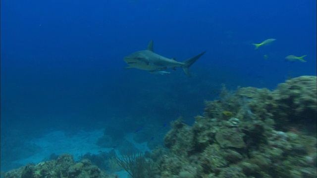 加勒比礁鲨，Carcharhinus perezi，游泳，巴哈马视频素材