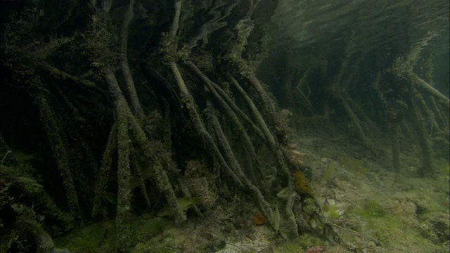 红树林，根，风景，黄色的咕哝，水下，伊柳thera，巴哈马群岛视频素材