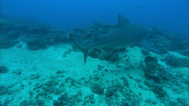 南太平洋，斐济，牛鲨，Carcharhinus leucas，游过珊瑚礁视频素材