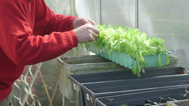 在温室里种植植物的人视频素材