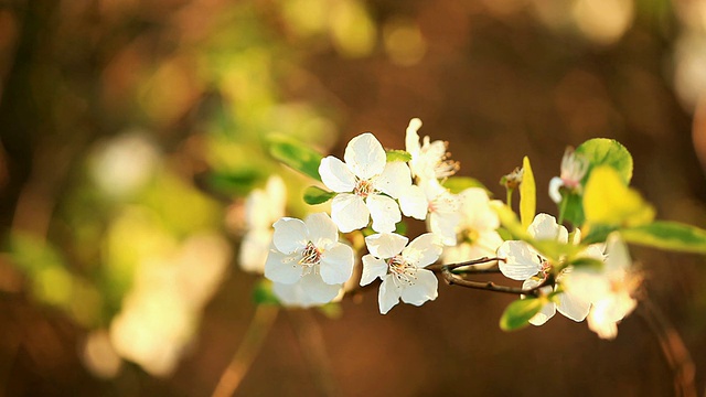 樱花视频素材