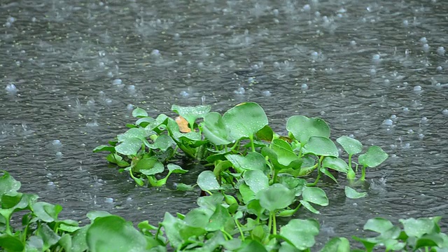 河里的雨视频素材