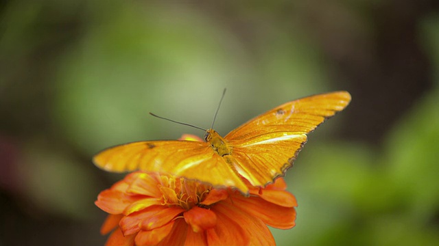 Julia Heliconian橙色蝴蝶在橘花上的照片/圣巴巴拉，加利福尼亚，美国视频素材