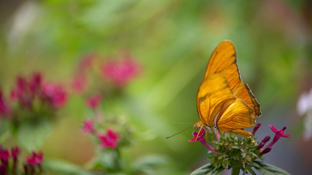 Julia Heliconian橙色蝴蝶站在粉红色的花朵上，飞走了/圣巴巴拉，加利福尼亚，美国视频素材