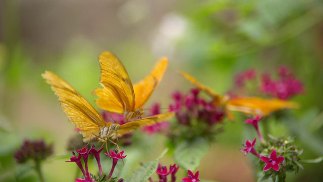 Julia Heliconian橙色蝴蝶在粉红色花朵上的照片/圣巴巴拉，加利福尼亚，美国视频素材