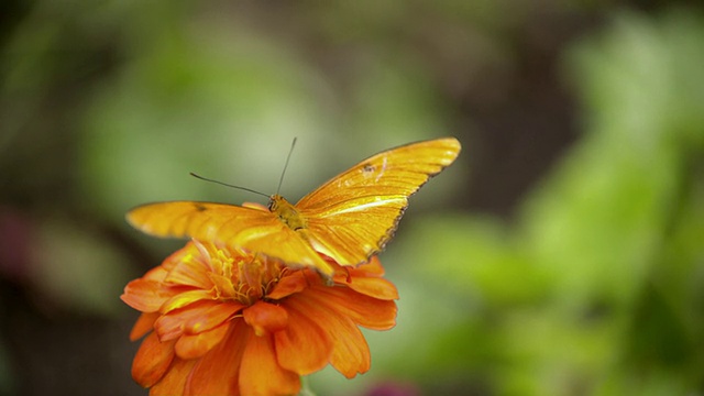 Julia Heliconian橙色蝴蝶从粉红色的花朵上飞走的照片/圣巴巴拉，加利福尼亚，美国视频素材