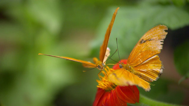 两只Julia Heliconian橘黄色蝴蝶在橘黄色花朵上飞翔/圣巴巴拉，加利福尼亚，美国视频素材